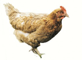 la gallina pure